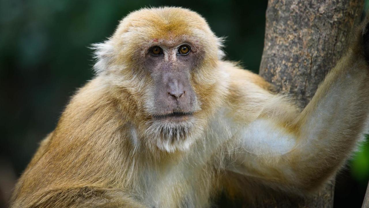 Le macaque d'Assam (Macaca assamensis) est natif du sud et du sud-est de l'Asie. [Thai National Parks - CC]