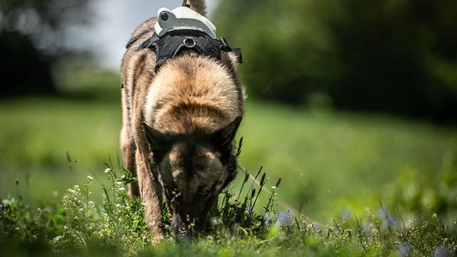 Les chiens dans le déminage. [©Digger DTR]