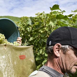 Une scène de vendanges dans le canton de Neuchâtel. [Keystone - Theophile Bloudanis]