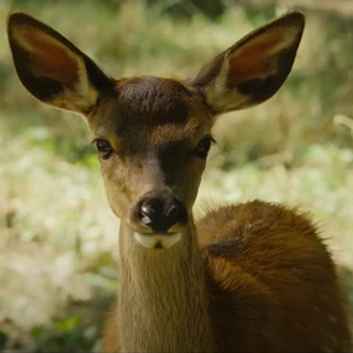 La bande-annonce du film "Bambi, l'histoire d'une ville dans les bois". [Gebeka Films]