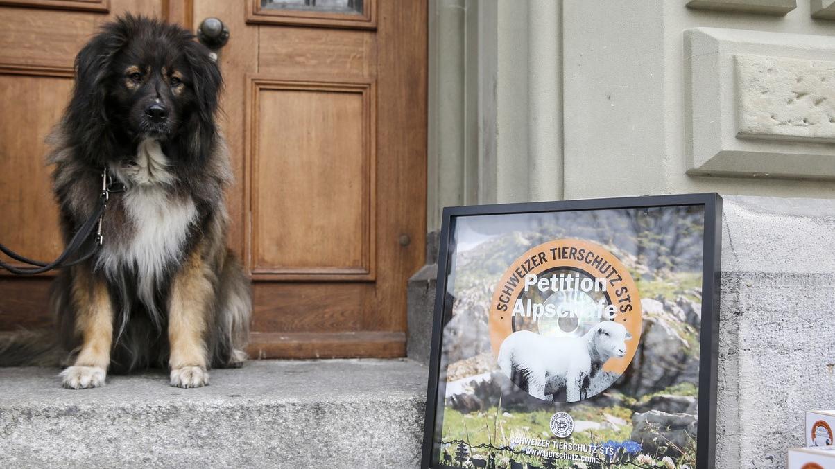 La présidente de la Protection suisse des animaux Nicole Ruch a été destituée. [Keystone - Peter Klaunzer]