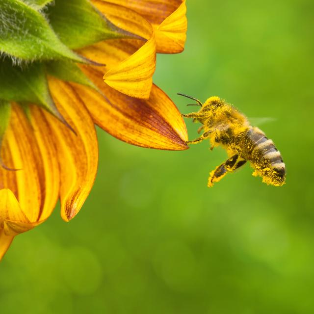 Une abeille avec du pollen. [Depositphotos - TeamDAF]