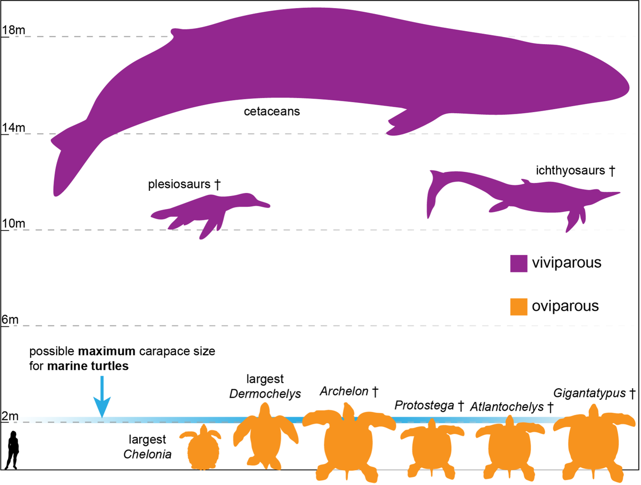 Comparaison entre des espèces aquatiques vivipares (en violet) et ovipares (en orange). La taille possible maximale pour les tortues marines est de deux mètres. [UniFR - G. Hermanson, S. Evers]