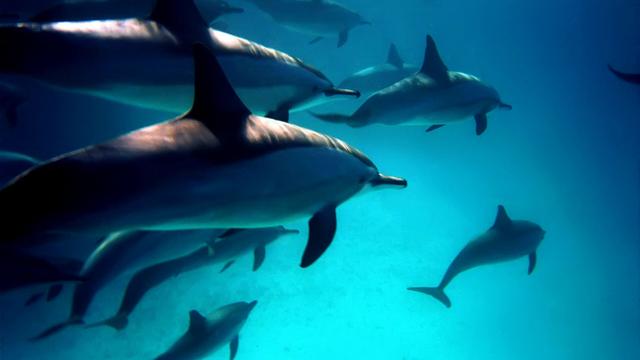 La Suisse est à la traîne pour signer le Traité international de protection de la haute mer. [Depositphotos - vlafon]