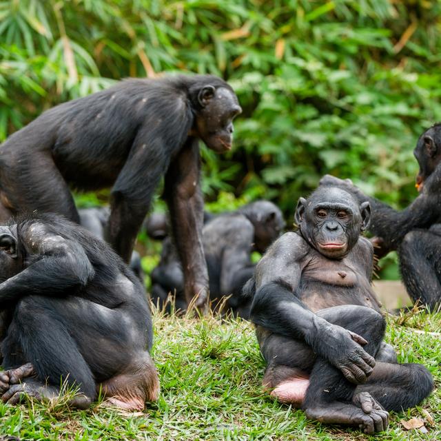 Des bonobos (Pan paniscus). [Depositphotos - SURZet]