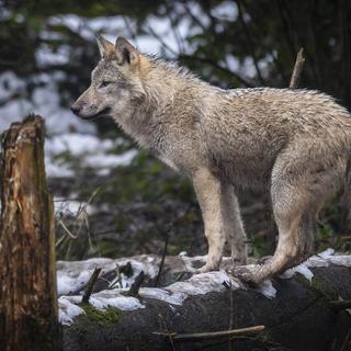 L'identification génétique des loups se fait au Laboratoire de biologie de la conservation à l'UNIL. [Keystone]