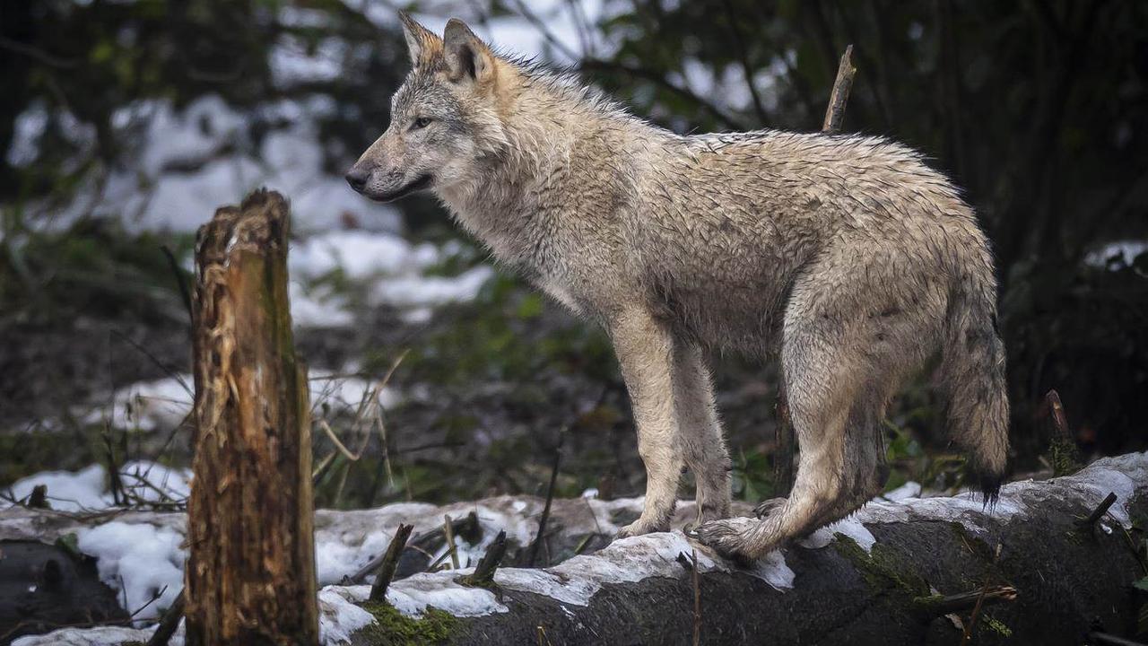 Loup: environ 50 canidés tués par les tirs préventifs