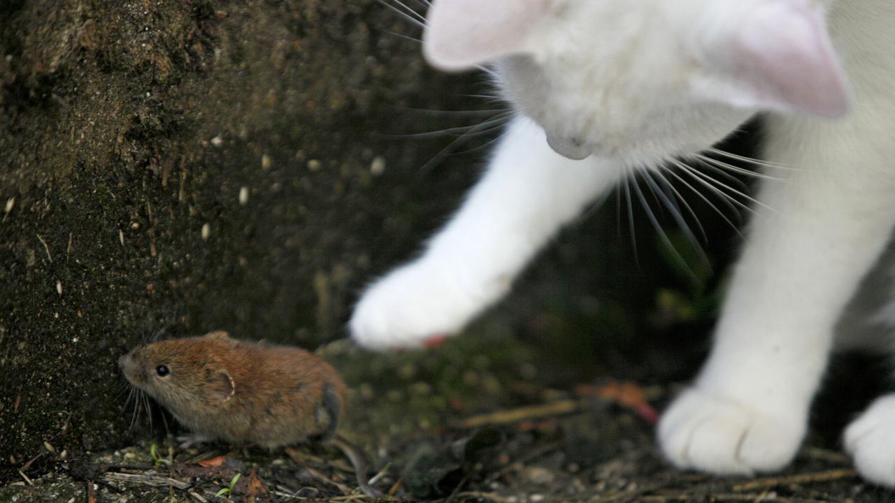 Un chat jouant avec une souris. [Reuters - Srdjan Zivulovic]