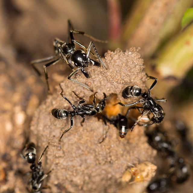 Des fourmis Matabele à l'entrée d'une termitière. [WikiCommons CC-BY-SA 4.0]