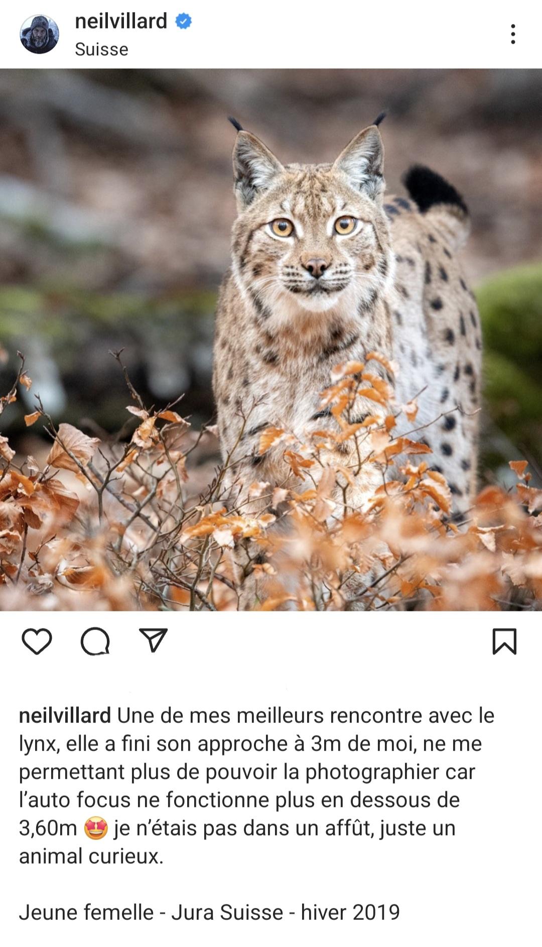 Un lynx photographié par Neil Villard en 2019 dans le Jura. [https://www.instagram.com/neilvillard/ - Neil Villard]