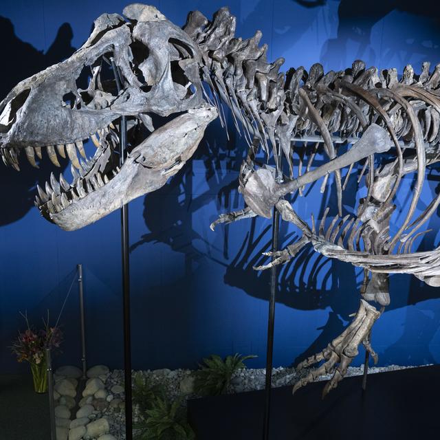 Le Tyrannosaurus Rex "Trinity" est exhibé dans le musée aux dinosaures d'Aathal (ZH). [Keystone - Ennio Leanza]