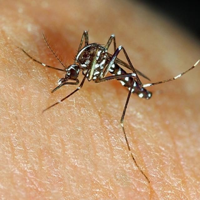 L'Université de Lausanne a mené plusieurs études sur les espèces d'insectes envahissantes, telles que les moustiques tigres et les fourmis de feu. [Depositphotos - marcouliana]