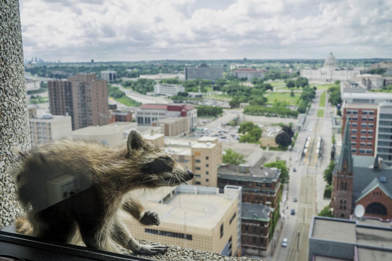 Un raton laveur s'étire sur le rebord de la fenêtre du cabinet d'avocats Paige Donnelly au 23e étage de la tour UBS à St. Paul, dans le Minnesota, aux USA, le mardi 12 juin 2018. [KEYSTONE - EVAN FROST]