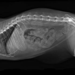 Radiographie d'un chien avec blocage intestinal. [Depositphotos - © Sheilaf2002]