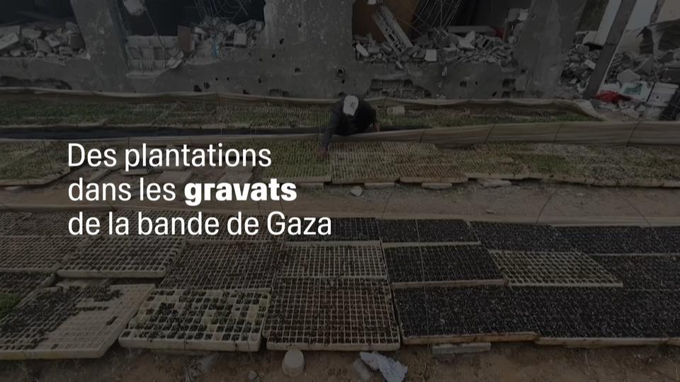 Des plantations dans les gravats de la bande de Gaza