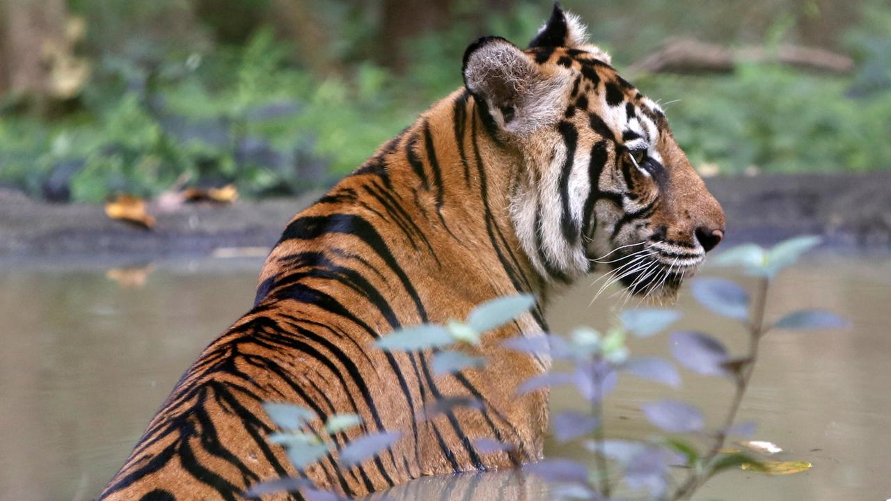 Le Cambodge espère importer quatre tigres cette année dans le cadre d'un accord signé avec l'Inde. [Keystone - Kith Serey - EPA]