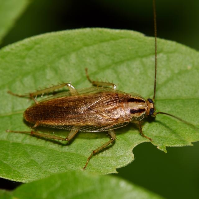 Une cafard allemand (Balettella germanica). [Depositphotos - Brett Hondow]