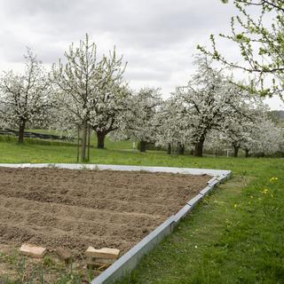 Des champs de patates lors du redoux d'avril en Thurgovie. [Keystone - Gaetan Bally]