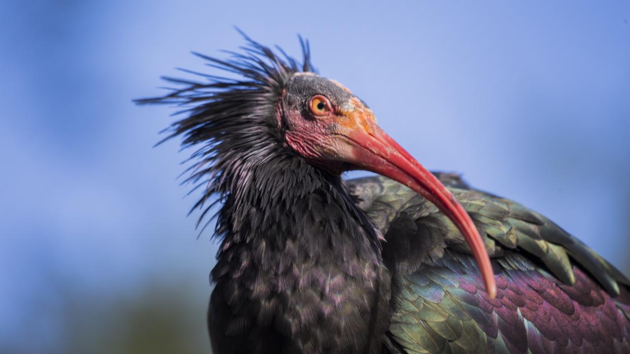 LʹIbis chauve, lʹun des oiseaux les plus rares du monde, a bien failli disparaître complètement de la surface de la Terre. [Depositphotos - fluffandshutter]