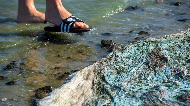 Le canton de Vaud appelle à la vigilance face à la prolifération des cyanobactéries toxiques. [KEYSTONE - STEFAN SAUER]