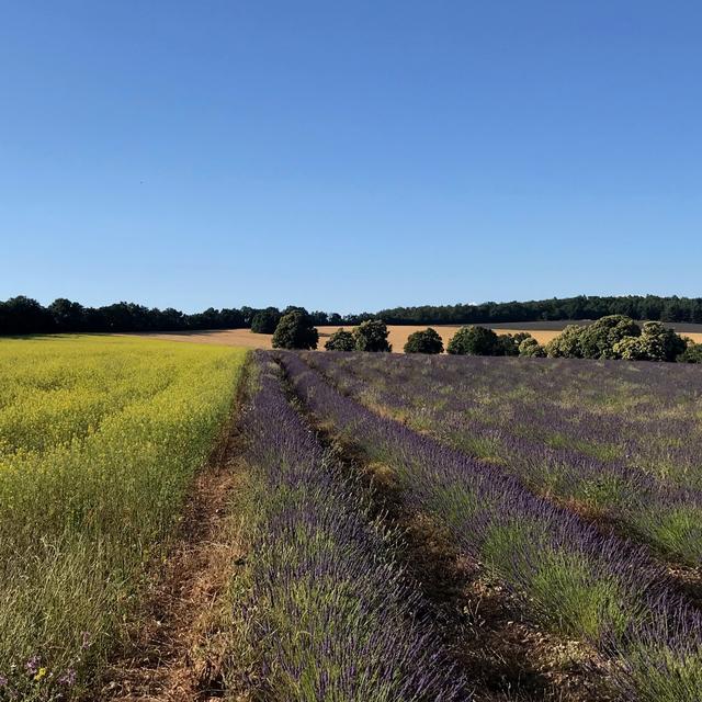 Champs de lavande en Provence. [RTS - © Marion Paquet]