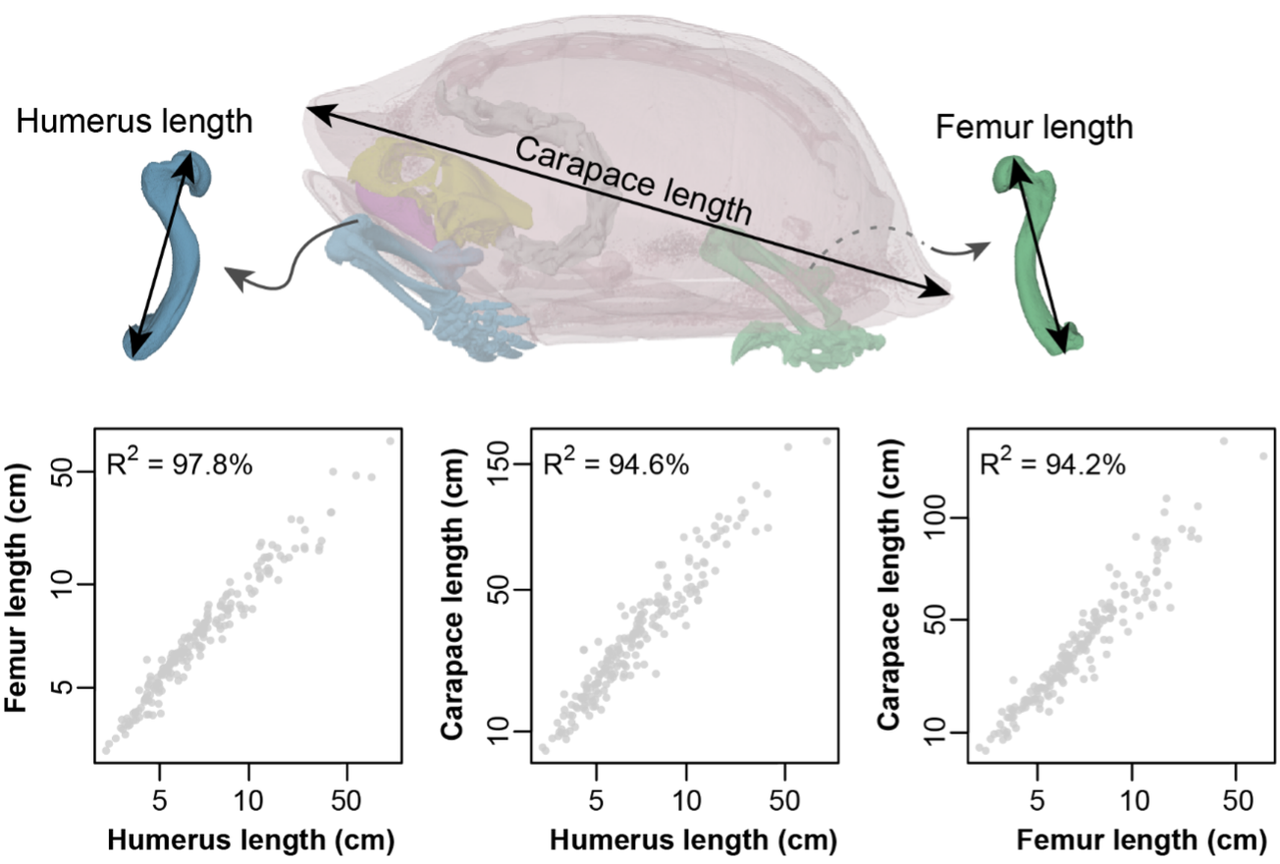 La relation entre la taille corporelle et la longueur des membres chez les tortues restreignent leur potentiel évolutif. Ces animaux présentent une isométrie, soit une proportion fixe entre le corps et les membres. [UniFR - G. Hermanson, S. Evers]