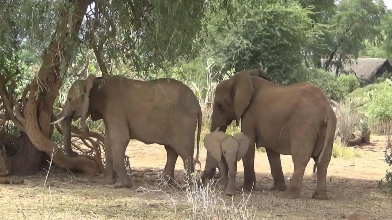 Les éléphants communiquent entre eux en s'interpellant par des barrissements personnalisés.