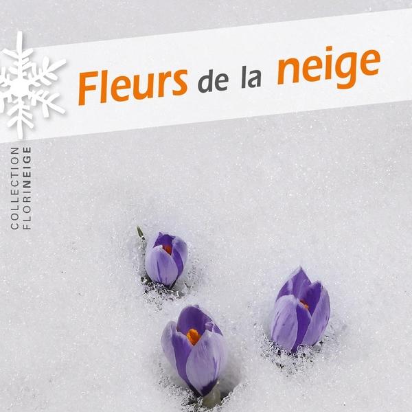 Affiche du livre « Fleurs de la Neige », Robert Bolognesi. [leventdescimes.ch - Le Vent des Cimes]