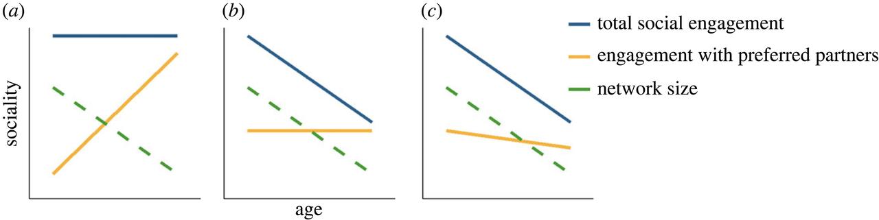 (a) L'engagement social ne change pas avec l'âge, mais les individus donnent de plus en plus la priorité à leurs partenaires préférés, ce qui entraîne une réduction de la taille du réseau. (b) L'engagement social diminue avec l'âge, mais la réduction de la taille du réseau permet aux individus de maintenir un engagement constant avec leurs partenaires préférés. (c) L'engagement social diminue avec l'âge, imposant une réduction de la taille du réseau et de l'engagement avec les partenaires préférés, qui peuvent encore être prioritaires par rapport aux autres partenaires potentiels. [Proceedings of the Royal Society B - B. Sadoughi & al.]