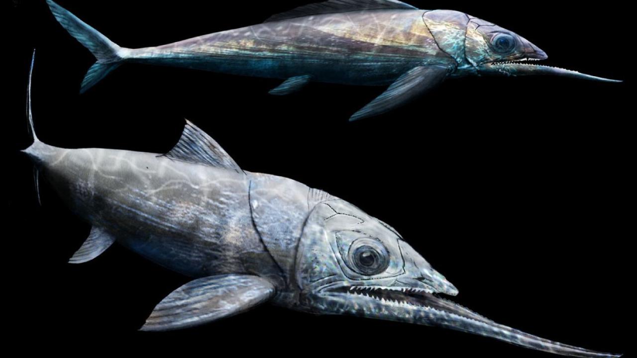 Reconstitution du poisson préhistorique Alienacanthus malkowskii qui vivait il y a 365 millions d'années et possédait une mâchoire inférieure deux fois plus longue que son crâne. [The Royal Society - Beat Scheffold/Christian Klug.]