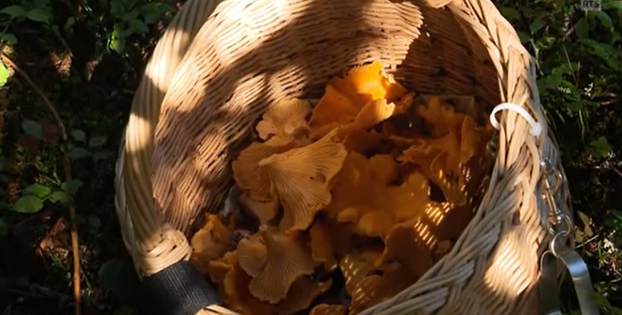 Un panier de chanterelles ramassées sous un sapin.