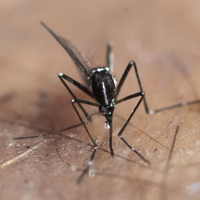 La Commission européenne a autorisé vendredi le premier vaccin contre le chikungunya, un virus principalement transmis par le moustique tigre. [Keystone - Ennio Leanza]
