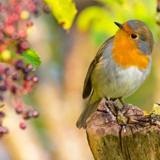 Le rougegorge, élu par le public suisse "oiseau de l'année 2025" a besoin d'insectes et d'autres petits animaux. En automne, il mange aussi des baies d'arbustes indigènes. [birdlife.ch - Mathias Schaef]