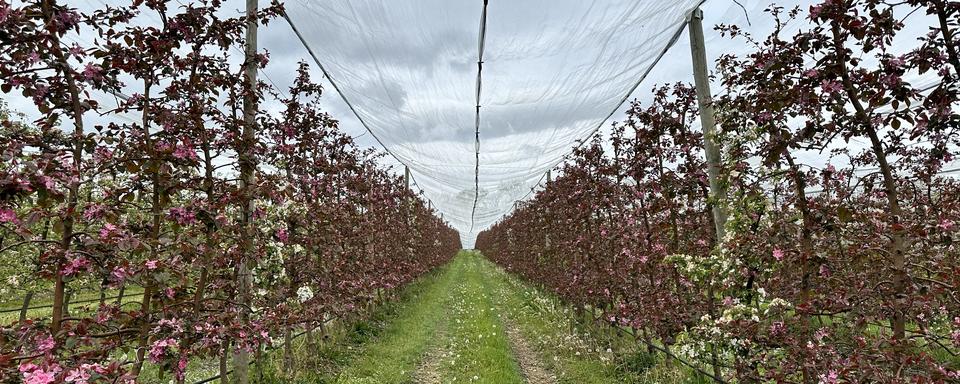 Le verger de Jean-Daniel Heiniger, arboriculteur à Eysins. [RTS - Romain Baudraz]