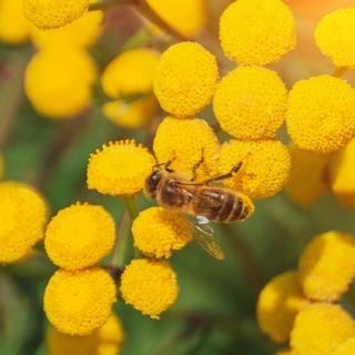 Pollinisateur et abeille. [Depositphotos - © Aapsky]