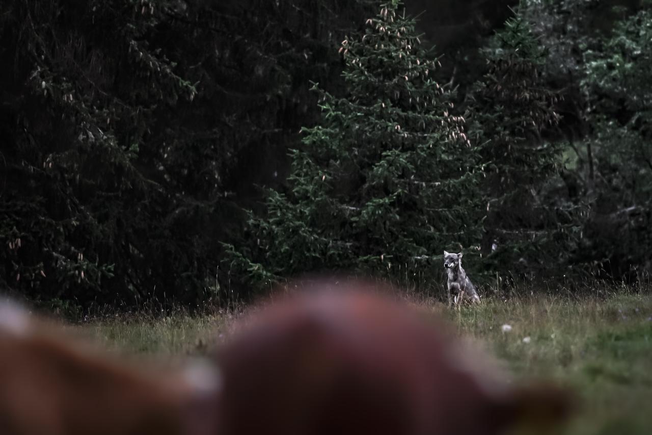 Les bovins – ici, une vache au premier plan – ne représentent que 3% de la nourriture mangée par les loups. [Julien Regamey]