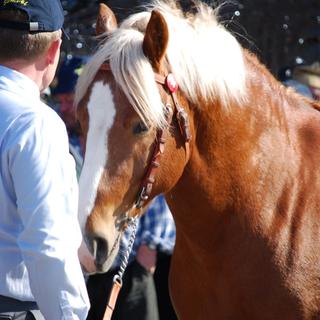 Le Haras national veut réduire ses achats d'étalons franches montagnes. [RTS - Gaël Klein]