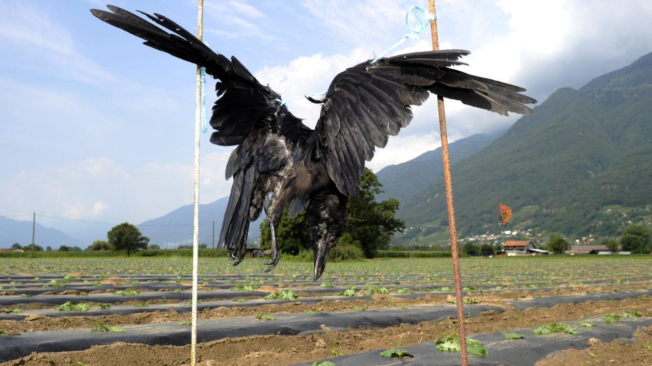 Le Conseil d'Etat fribourgeois veut intervenir en faveur des agriculteurs qui subissent les dégâts des corbeaux et des corneilles. [Keystone - Karl Mathis]