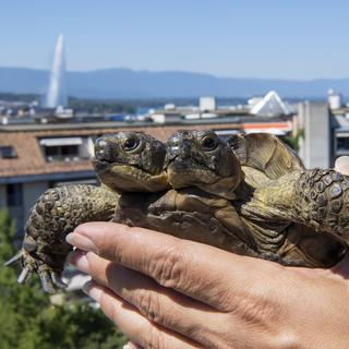 Janus, la plus vieille tortue bicéphale répertoriée au monde, est la mascotte âgée de 26 ans du Muséum d'histoire naturelle de Genève qui sera déplacée lors de rénovations. [Keystone - Martial Trezzini]