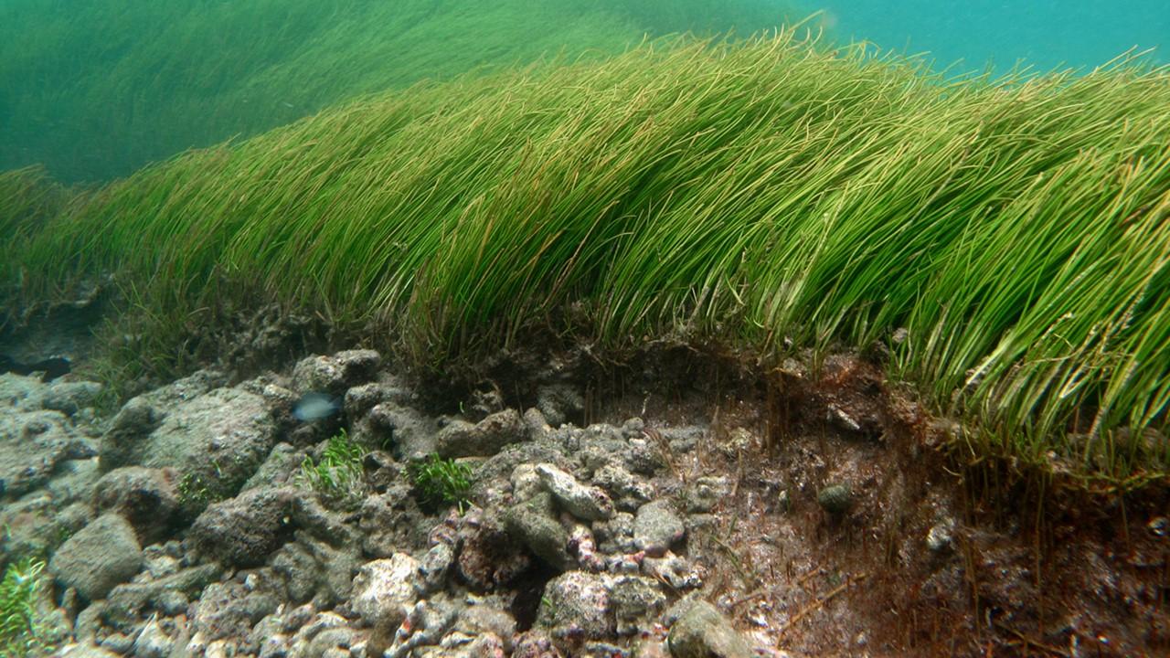 Spécimen d'herbe marine ployant sous la houle à la Réunion. [Wikipedia - Philippe Bourjon]