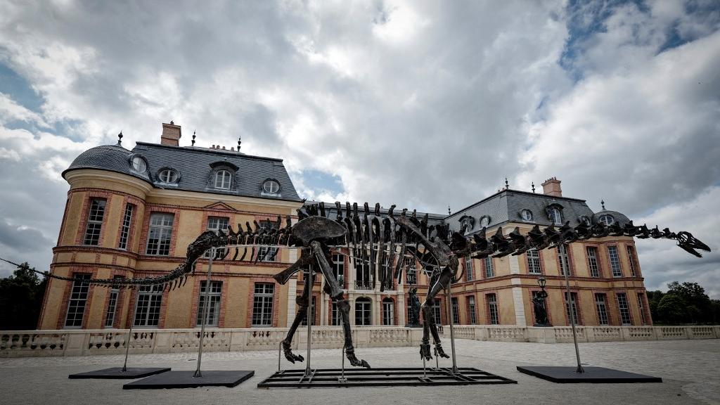 "Vulcain", tel est le nom de ce squelette d'apatosaure, 22 mètres de long, le plus grand jamais mis aux enchères en France. Dampierre-en-Yvelines, le 10 juillet 2024. [AFP - Stéphane de Sakutin]