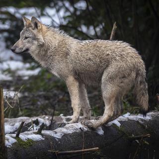En Suisse, le loup est un animal protégé par le législateur. [Keystone - Michael Buholzer]