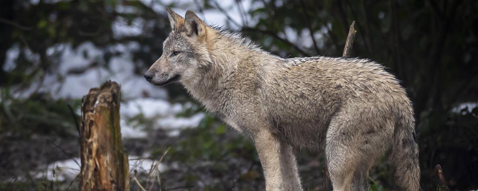 En Suisse, le loup est un animal protégé par le législateur. [Keystone - Michael Buholzer]