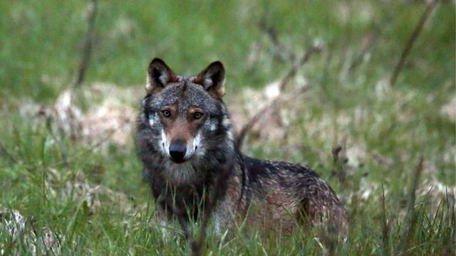 Ein Wolf, mutmasslich "M35", aufgenommen beim Dorfeingang von Bellwald im Obergoms, Wallis, am 28. Mai 2013. Der Wolf hat in der Nacht auf Freitag, 7. Juni 2013 im Wallis erneut zugeschlagen und in der Region Obergoms acht Schafe gerissen. Damit wurden innerhalb eines Monats insgesamt 28 Schafe getaetet. Allerdings kann erst eine DNA-Probe Klarheit bringen, ob es der Wolf M35 war. Sollte sich der Verdacht bestaetigen, koennte es fuer M35 ungemuetlich werden: Gemaess dem "Konzept Wolf Schweiz" sind die Kriterien fuer einen Abschuss erfuellt, wenn ein Wolf ueber eine Zeit von einem Monat trotz Herdenschutzmassnahmen mehr als 25 Schafe reisst oder innerhalb von vier Monaten deren 35. (KEYSTONE/Marco Schmidt) [Keystone - Marco Schmidt]