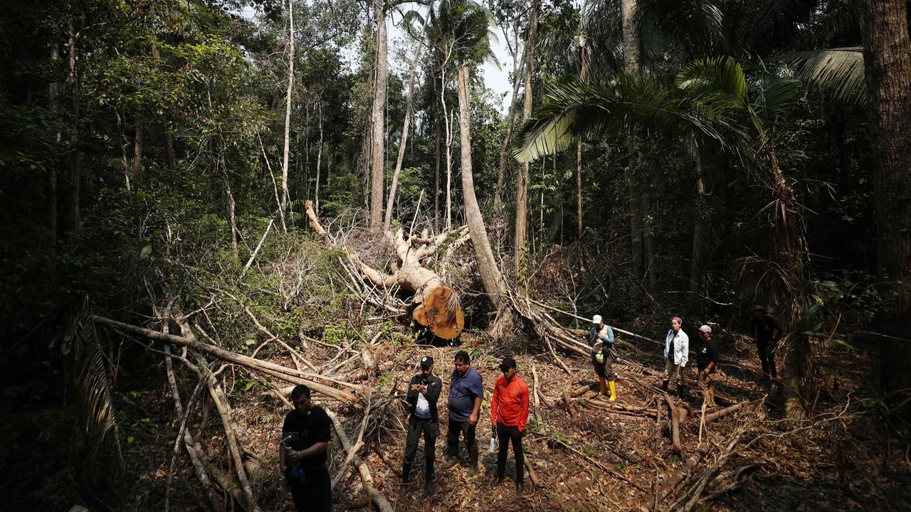 Les communautés indigènes d'Amazonie veulent préserver le Shihuahuaco, un arbre tropical gigantesque au bois dur, convoité par l'exploitation forestière latino-américaine. [Keystone/EPA - Paolo Aguilar]