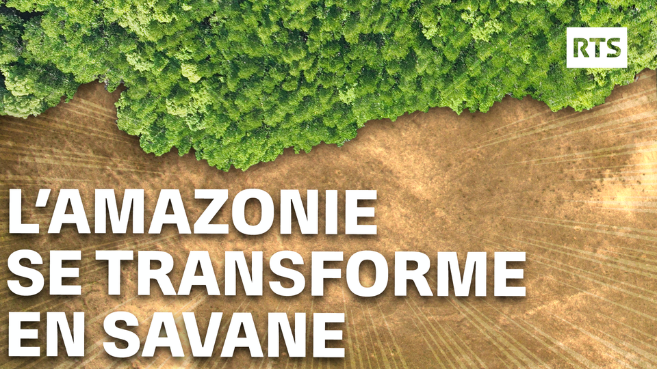 L’Amazonie se transforme en savane, peut-on arrêter ce phénomène ?