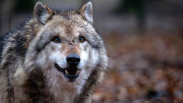 Selon des organisations, une cinquantaine de loups ont été tués par les tirs préventifs. [Keystone - Sina Schuldt]