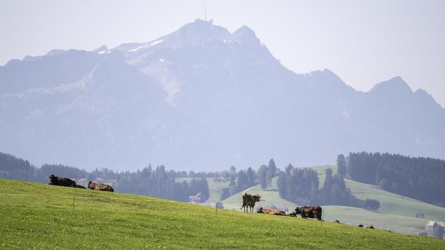 Mercredi 28 août: des vaches paissent dans un champ situé dans le canton de Saint-Gall. [KEYSTONE - GIAN EHRENZELLER]