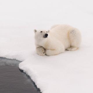 L'attente d'une proie - Ours polaire au Spitzberg [Tous droits réservés - Rémy Marion]