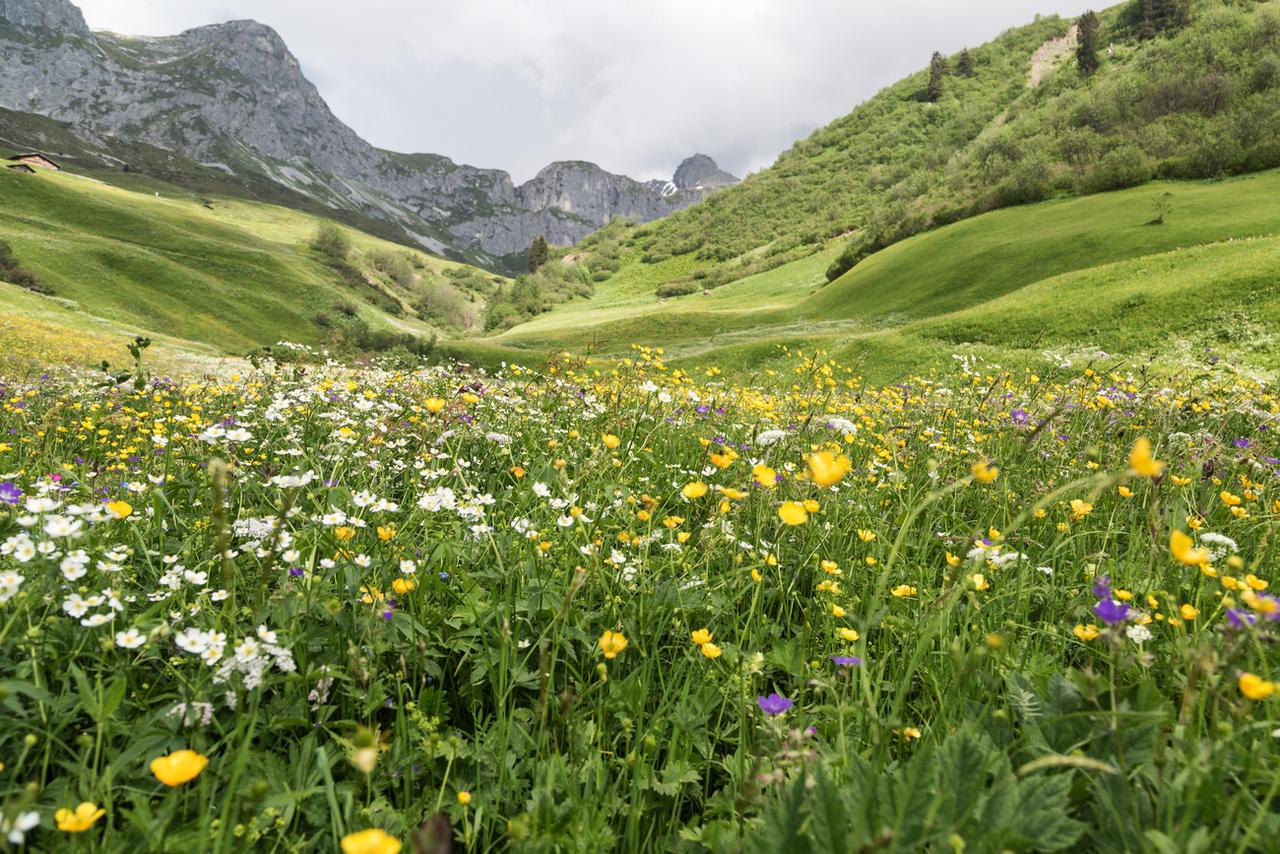 Une prairie sèche dans le canton des Grisons. [KEYSTONE - ARNO BALZARINI]